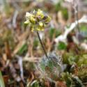 Draba micropetala. Small yellow flowers with spikes.
